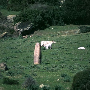 Menhir di Tuttiricchiu