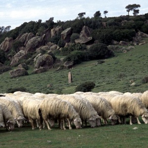 Gregge di pecore al pascolo