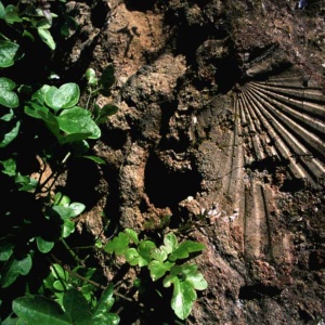 Impronta di una conchiglia