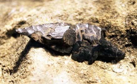 Visualizza la Galleria: Reperti archeologici