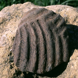 Frammento di parete di vaso globulare decorato a scanalature