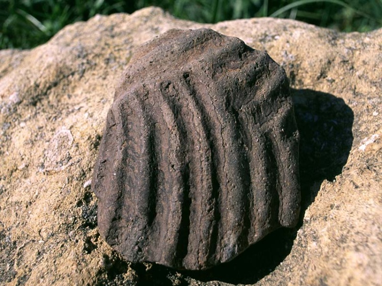 Frammento di parete di vaso globulare decorato a scanalature