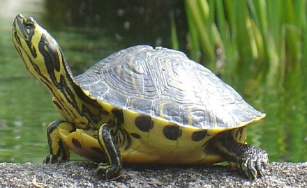 Visualizza la notizia: Comunicazione per i cittadini in possesso di esemplari vivi di specie esotiche